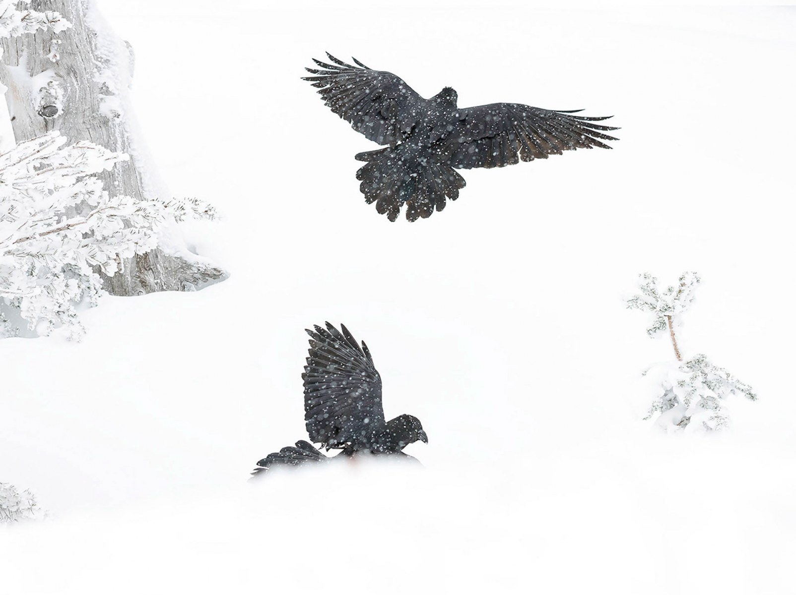 Day-Dreaming-black-bird-corvid-ravens-flying