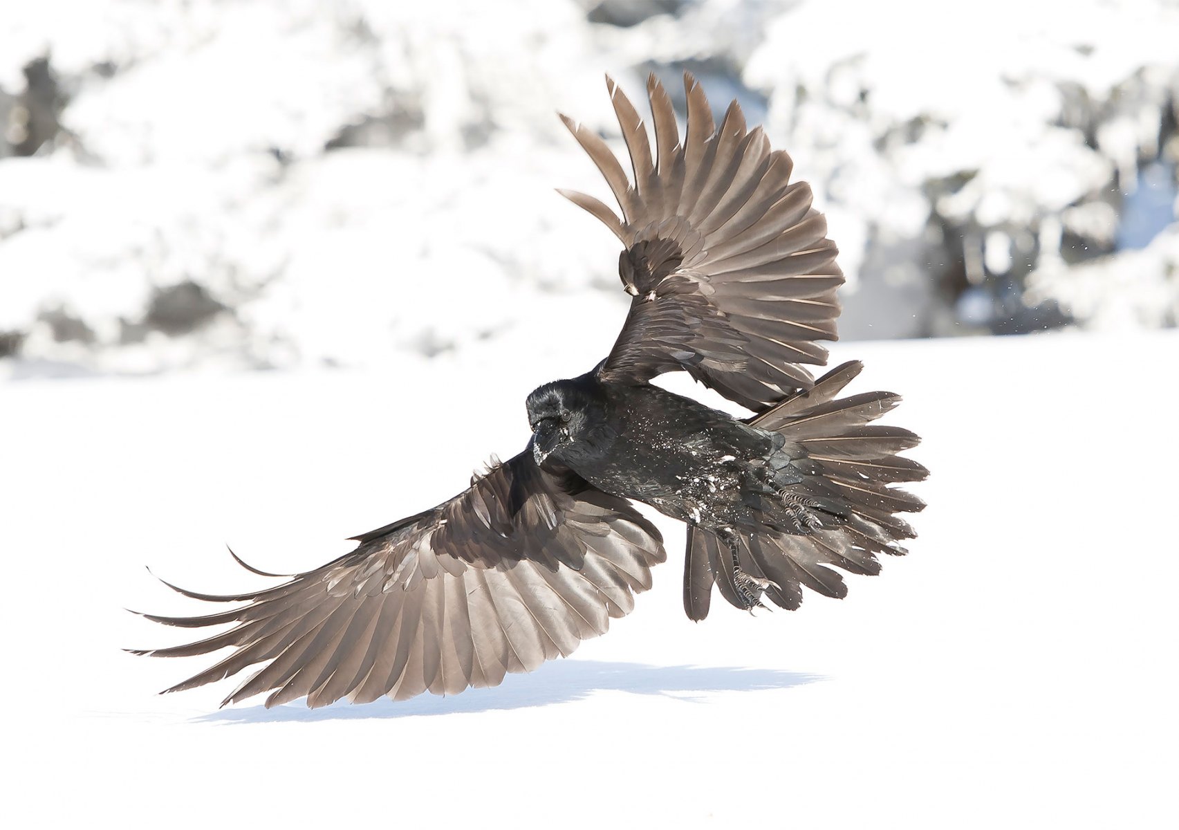 Photography-of-raven-flying-rumba