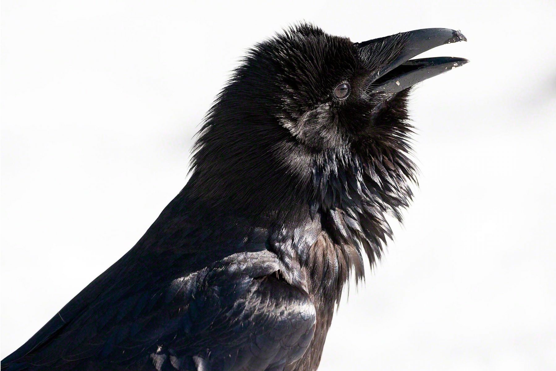 Raven-photograph-portrait-Rooster