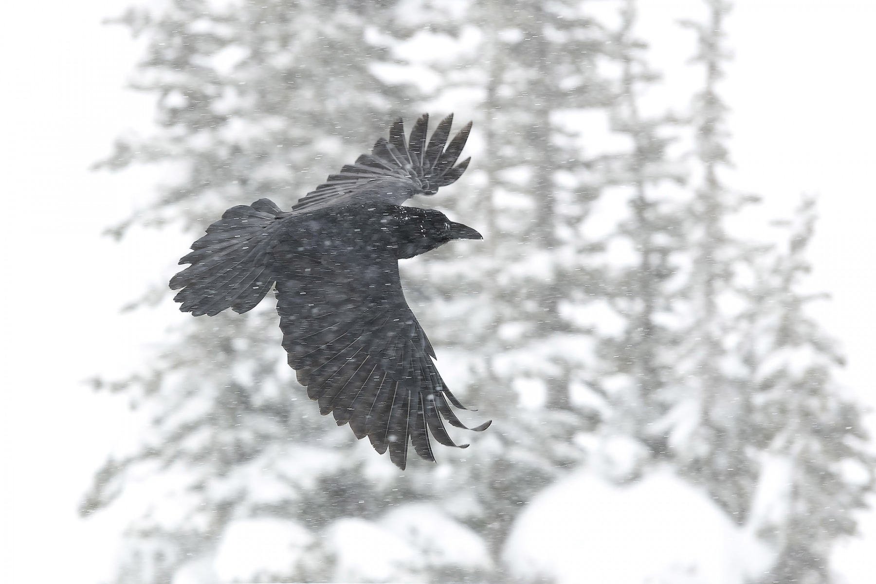 Raven-photography-of-ravens-flying-Crusing