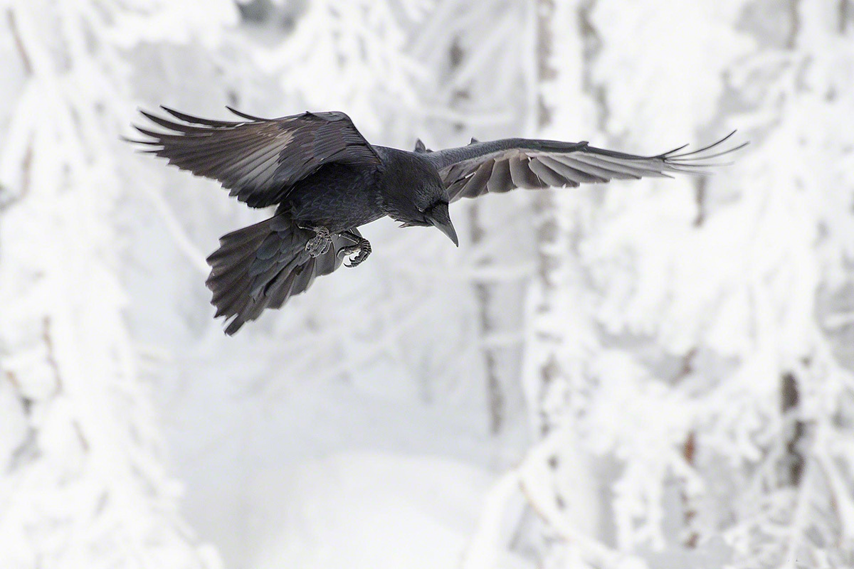 Ravens at Timberline, Mount Hood, Oregon, 02-21-2014