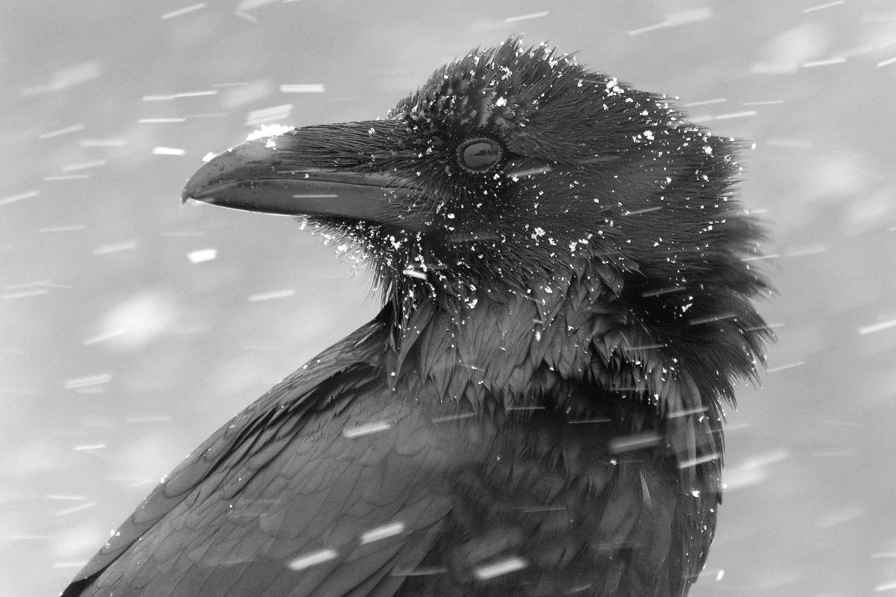 profile-of-raven-Winter_Chill