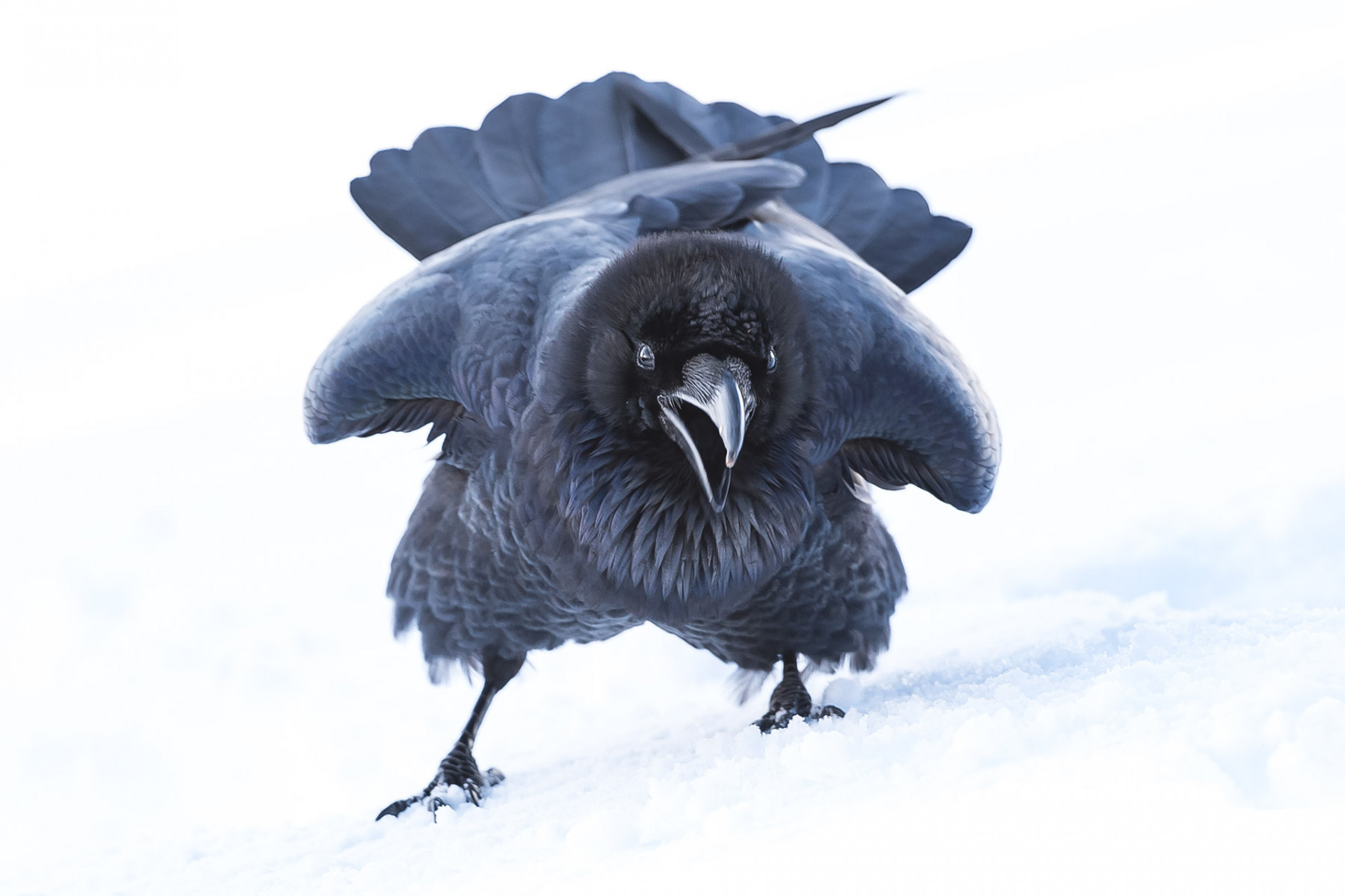raven-photograph-talking-Confronter