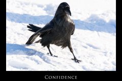 Confidence