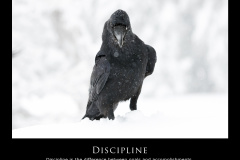 Discipline