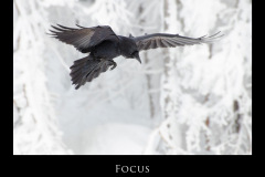 Focus