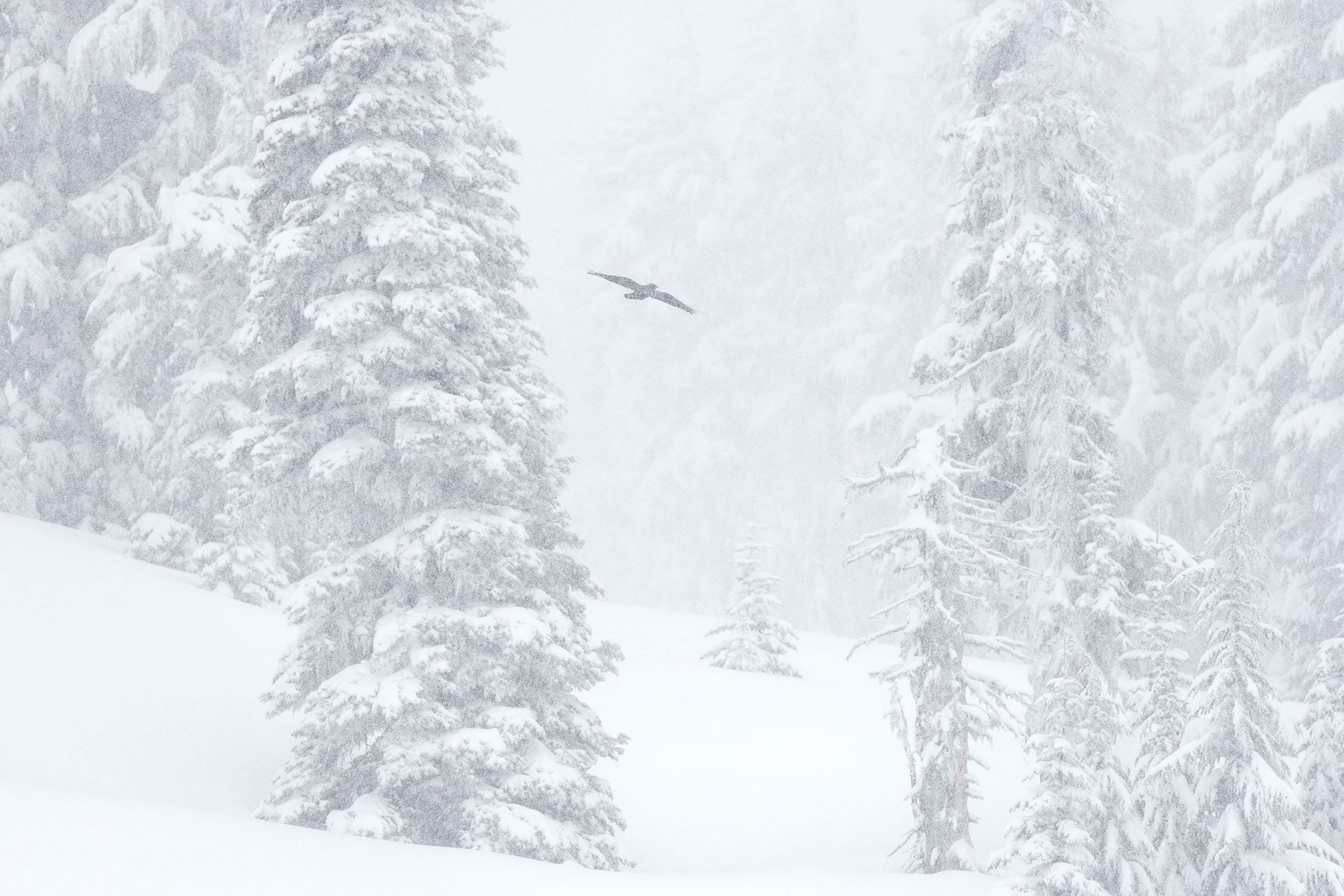 free bird raven photograph soaring in winter forest