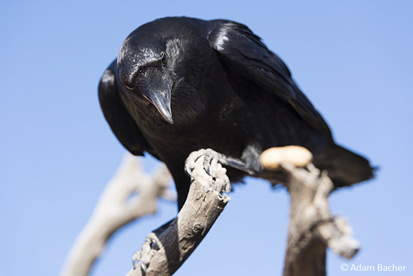 difference between raven and crow - size