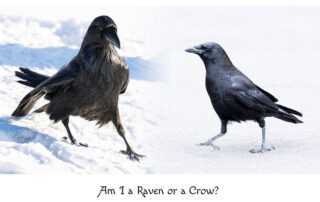 what's the difference between a raven and a crow