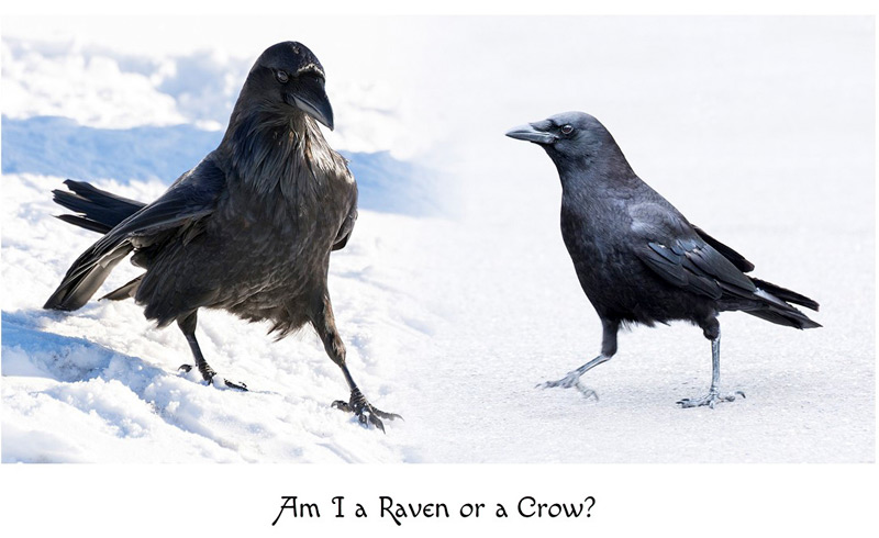 what's the difference between a raven and a crow