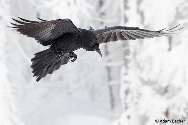 difference between raven and crow - tail