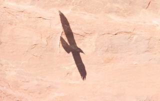 raven shadow in arches national park, utah