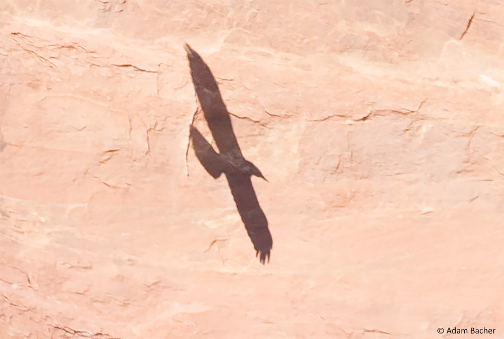 raven shadow in arches national park, utah